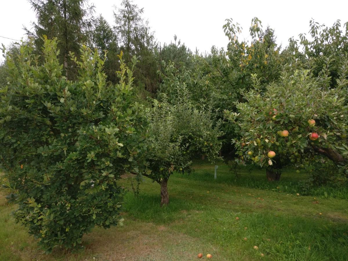 Agroturystyka Pod Czarna Sosna Bialy Lug エクステリア 写真